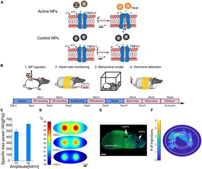 Probing Neuro-Endocrine Interactions Through Remote Magnetothermal Adrenal Stimulation